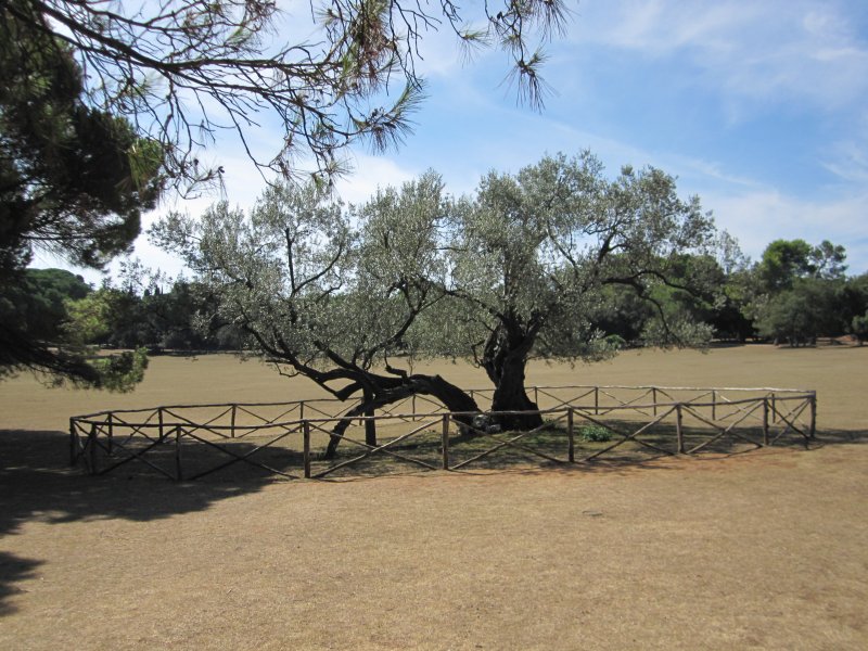 Veli Brijuni: 1600 Jahre alter Olivenbaum (2011)