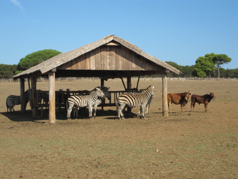 Veli Brijuni: Zebras im Safaripark (2011)