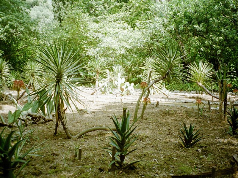 Lopud: Palmenpark (2001)