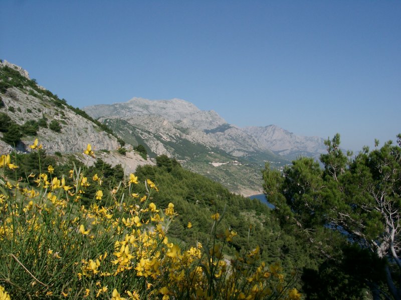 Ginsterblüte am Rogoznica (2004)