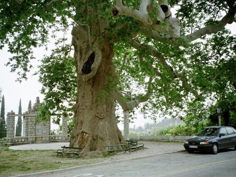 Trsteno: Platane am zentralen Platz (2001)